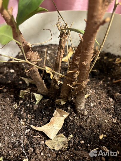 Фикус бенджамина 70 см