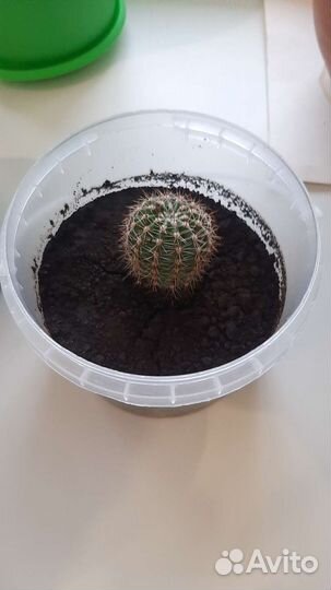 Кактусы и суккуленты