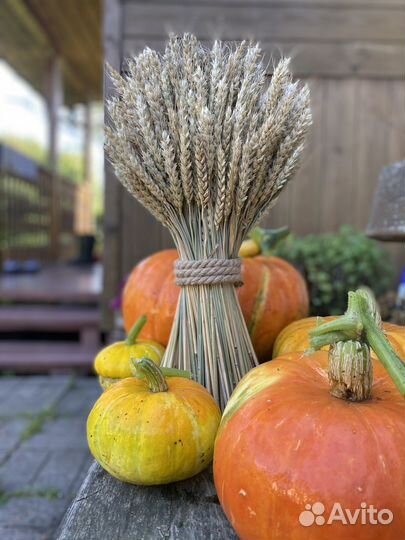 Пшеница сухоцвет натуральная