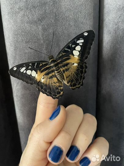 Мини ферма с тропическими куколками бабочек