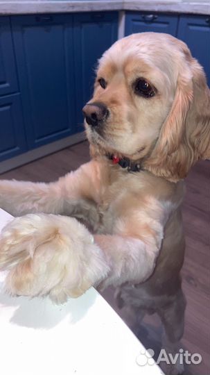 Американский кокер-спаниель вязка