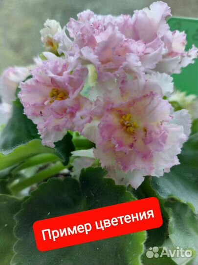 Сортовая фиалка 