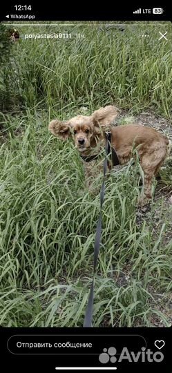 Кокер спаниель