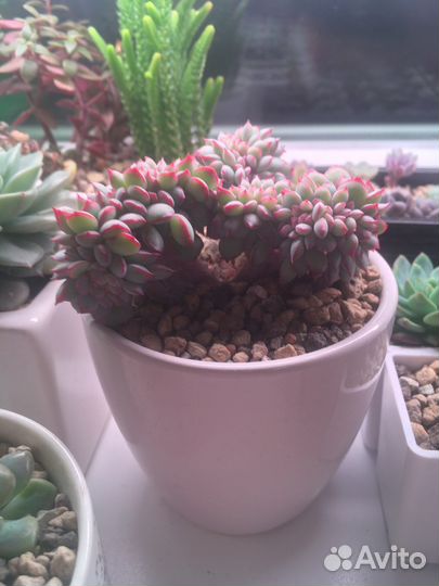 Echeveria apus crest