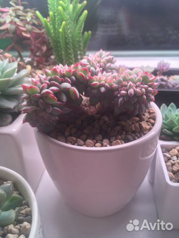 Echeveria apus crest