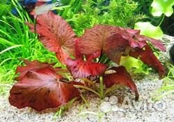 Аквариумные растения,отправка во все регионы