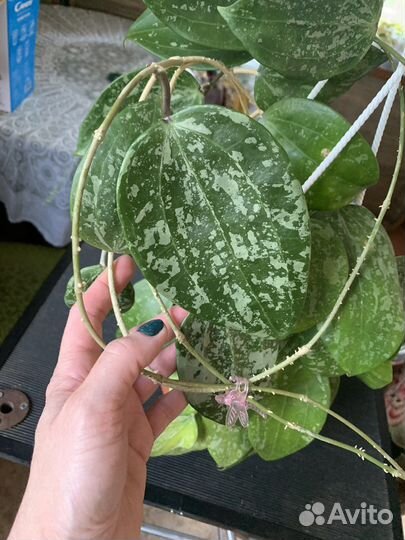 Хойи на срез