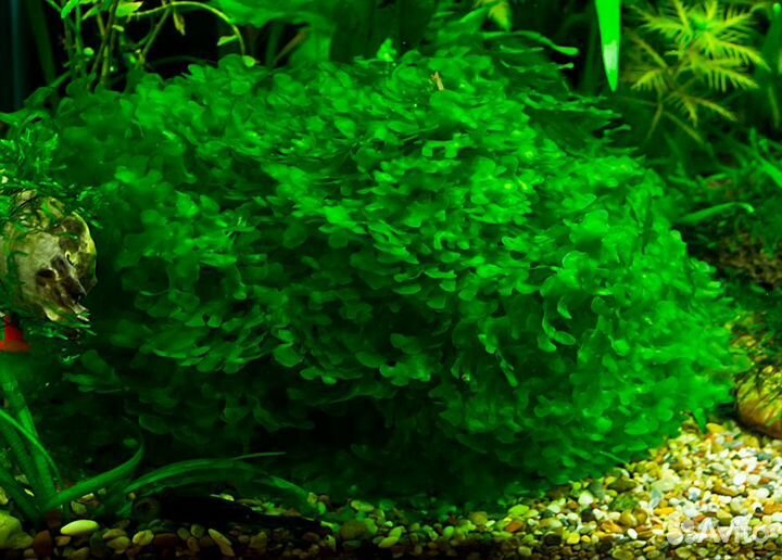Продам криптокарина, гетерантера,элодея,мох