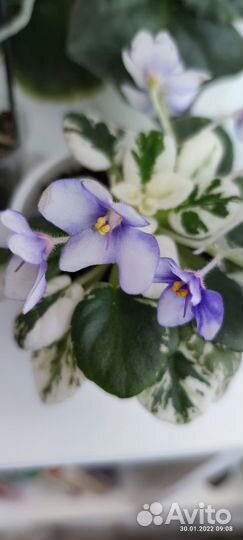 Детки миниатюрной фиалки