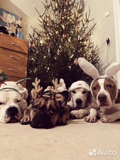 Передержка собак