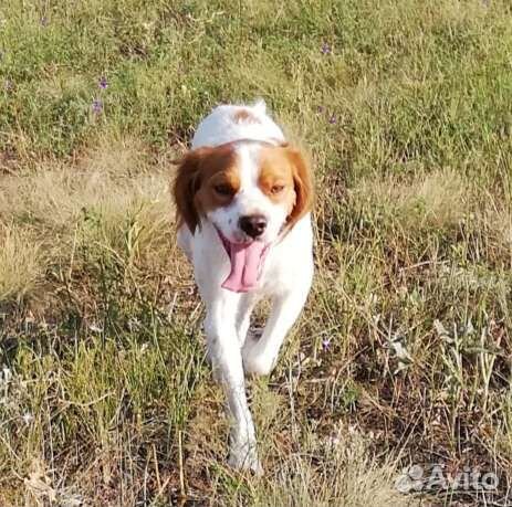 Бретонский эпаньоль