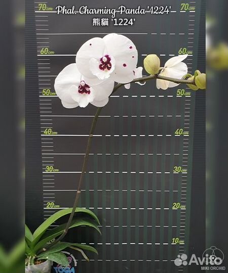 Орхидея Phal. Charming Panda '1224'