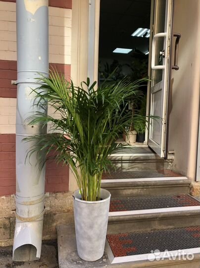 Пальма арека