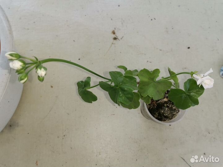 Пеларгония герань