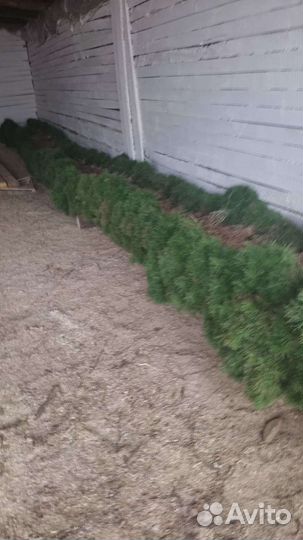 Сосна елка окс зкс