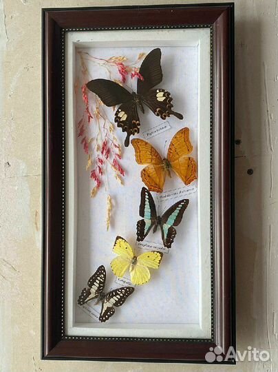 Бабочки в рамках