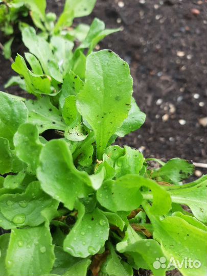 Рассада маргаритки