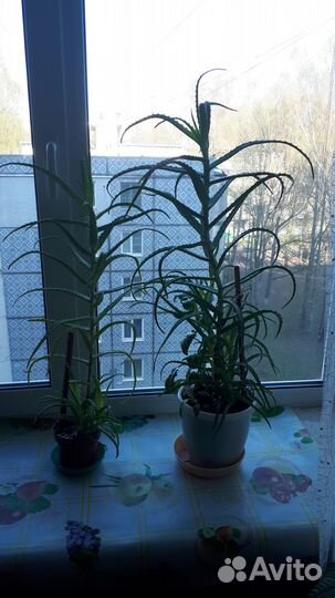 Цветы алое(столетник)