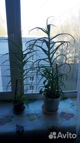 Цветы алое(столетник)