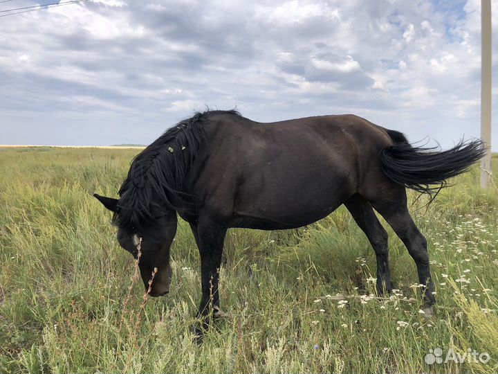 Продам лошадь с жеребенком