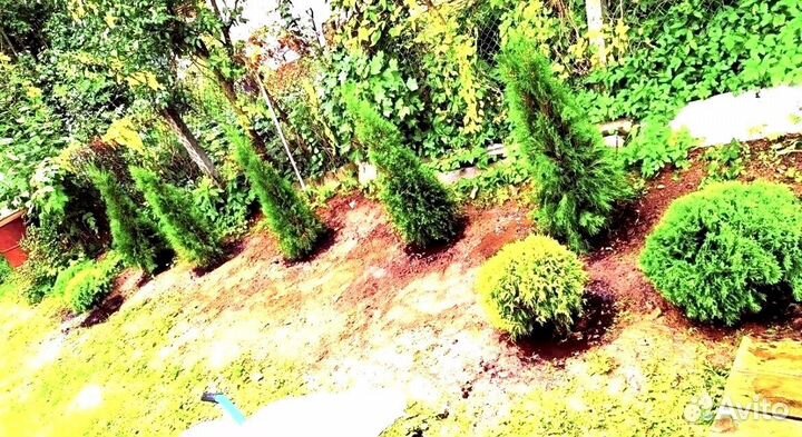 Туя с доставкой