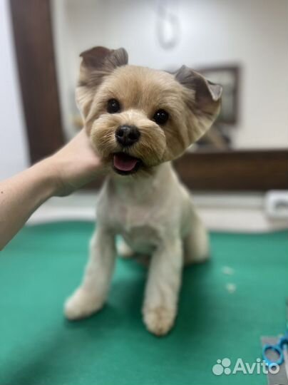 Груминг животных