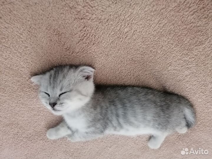 Вислоухий Шотландский кот