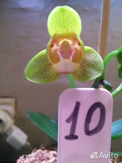 Орхидея фаленопсис