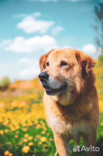 Собака в добрые руки