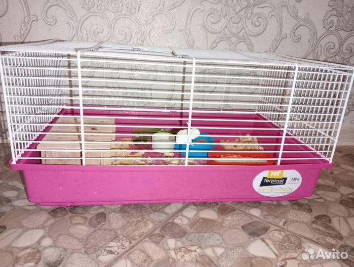 Ручной добряк сирийский хомяк с клеткой