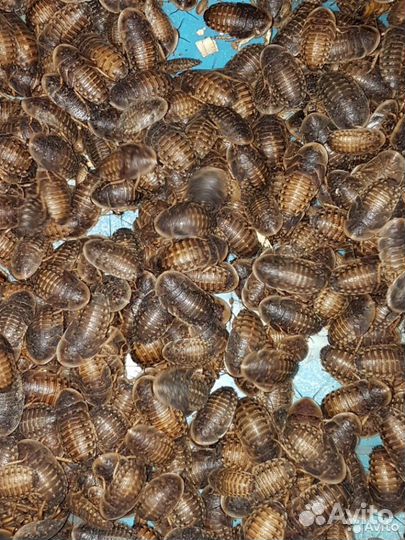 Аргентинскиe тараканы, кормовые тараканы, 2-4см