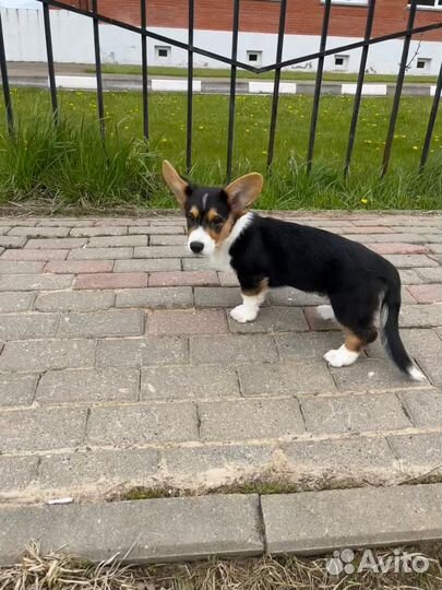 Щенки корги кардиган