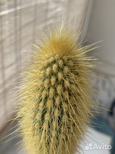 Кактусы и суккуленты. Толстянка Коралл(ушки Шрека)