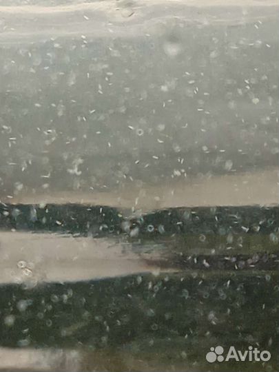 Инфузория для мальков