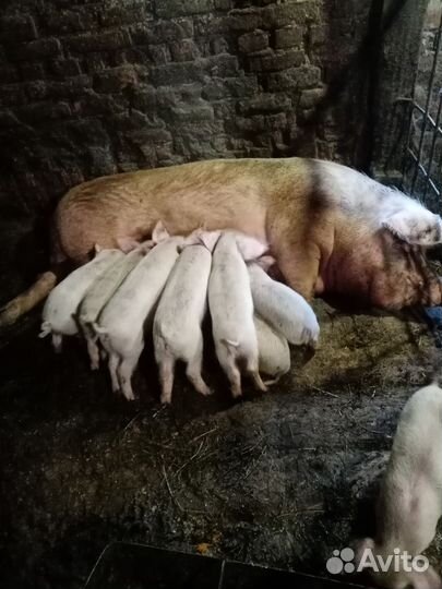 Поросенок ландрас