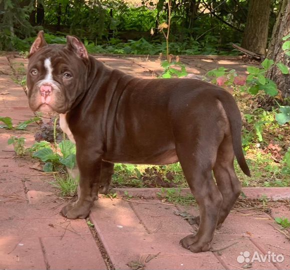 Американский булли покет