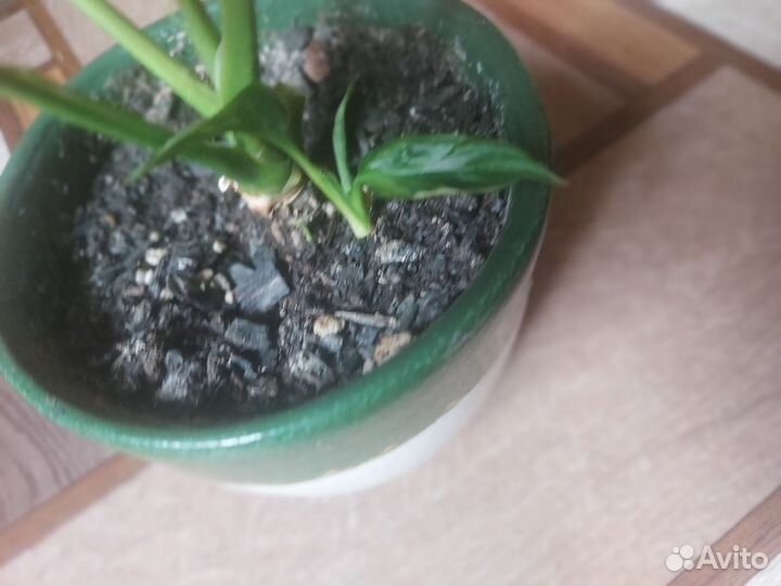 Спатифиллум вариегатный 2 вида