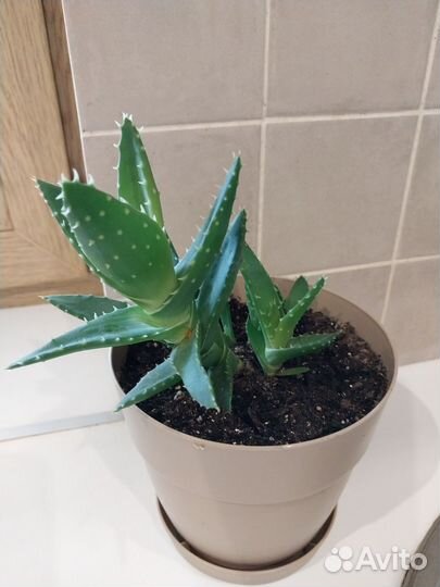 Комнатные цветы алоэ