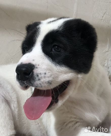 Среднеазиатская овчарка