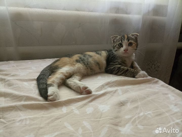 Шотландская вислоухая кошка