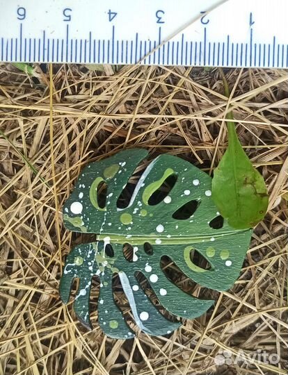 Брошь Украшение Манстера подарок Броши Сувенир