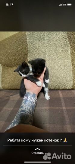 Котята