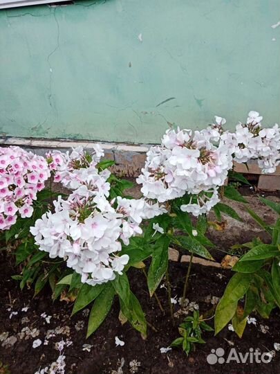 Астельба лилейник мини. Лилейник большой флокс