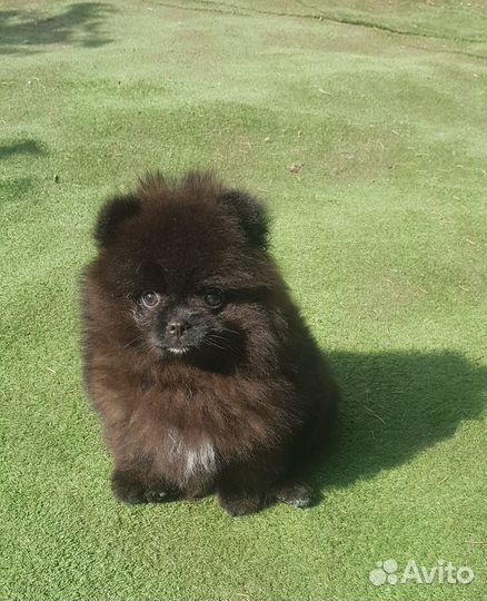 Щенки шпица