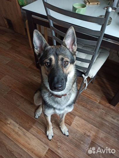 Котоняня/зооняня