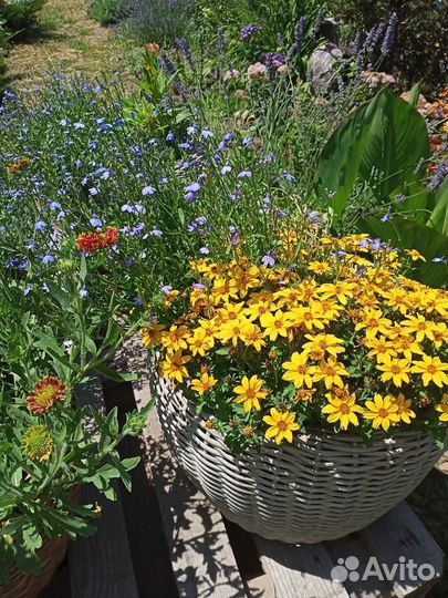 Цветущее кашпо