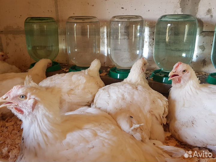 Бройлеры и индюшата