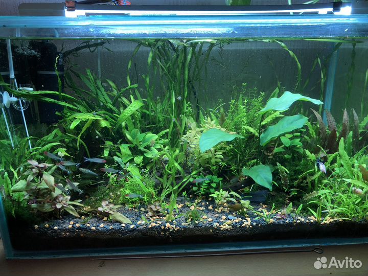 Передержка домашних животных