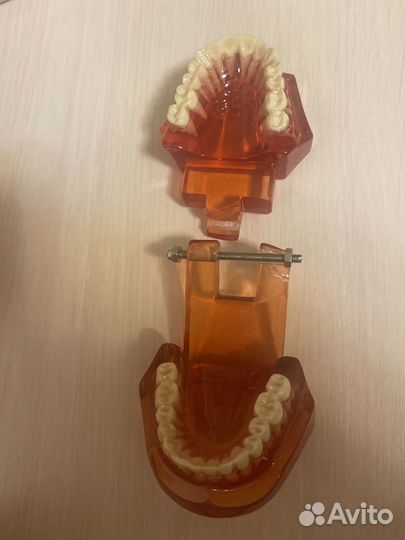 Макет зубов