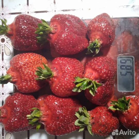 Рассада клубники (виктория) с закрытой корневой